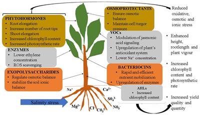 Microbial Derived Compounds Are a Promising Approach to Mitigating Salinity Stress in Agricultural Crops